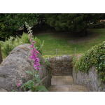 Cottage Garden