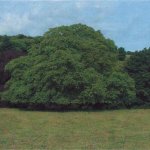 Walnut_tree
