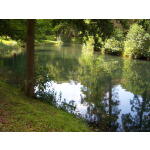 Downing Lake 3