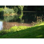 Downing Lake 8
