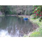 Downing Lake 11