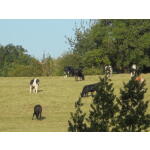 Parkland and Cows
